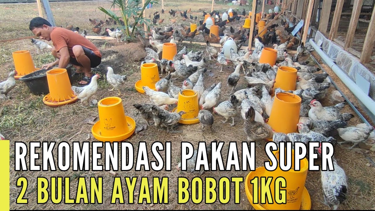 REKOMENDASI PAKAN SUPER - 2 BULAN AYAM BOBOT 1KG ‼️