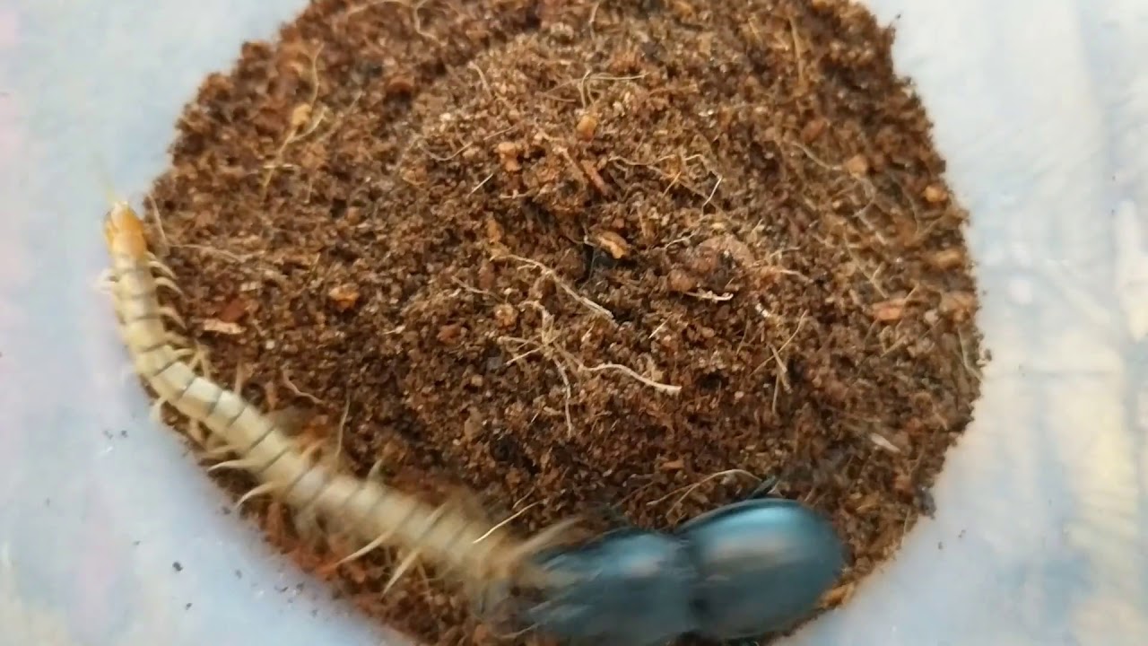Warrior Beetle Vs Tiger Centipede ABF