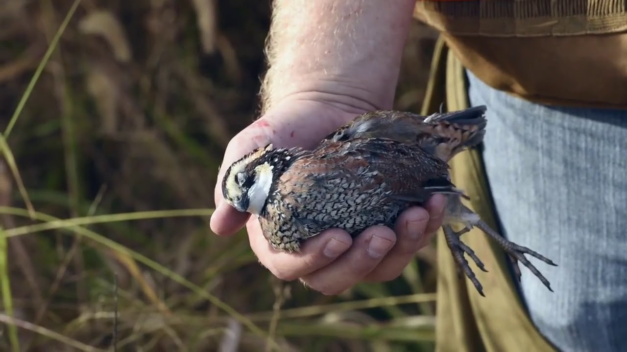 Missouri Outdoors Recreational Access Program (MRAP) informational video