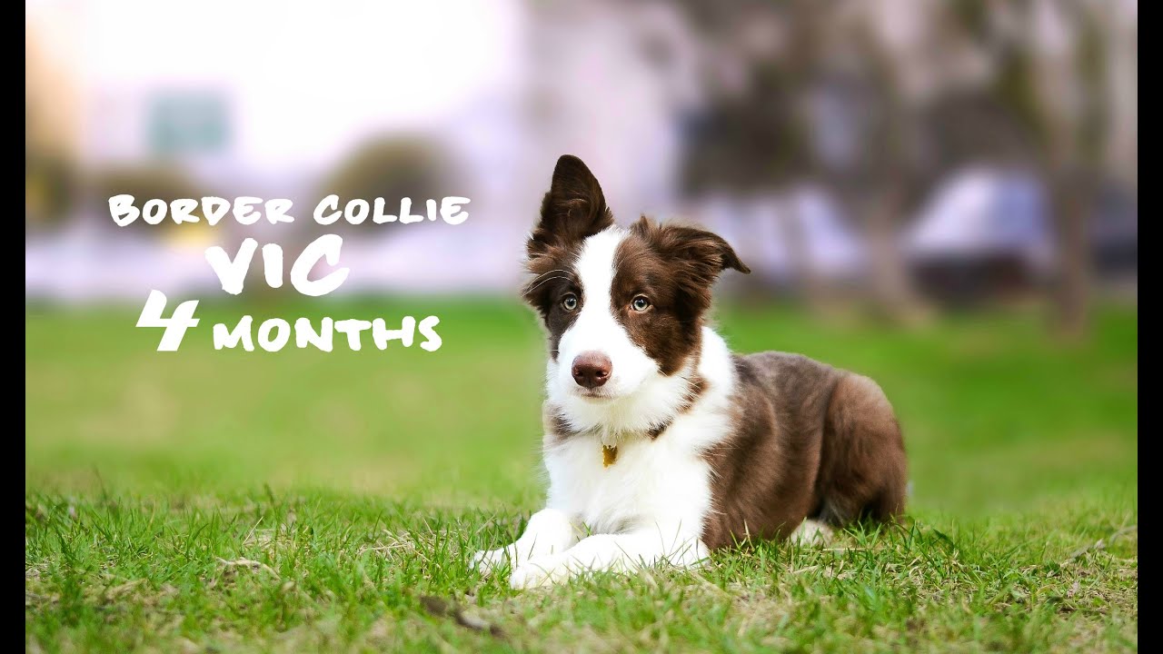 Vic - 4 months border collie puppy ♥