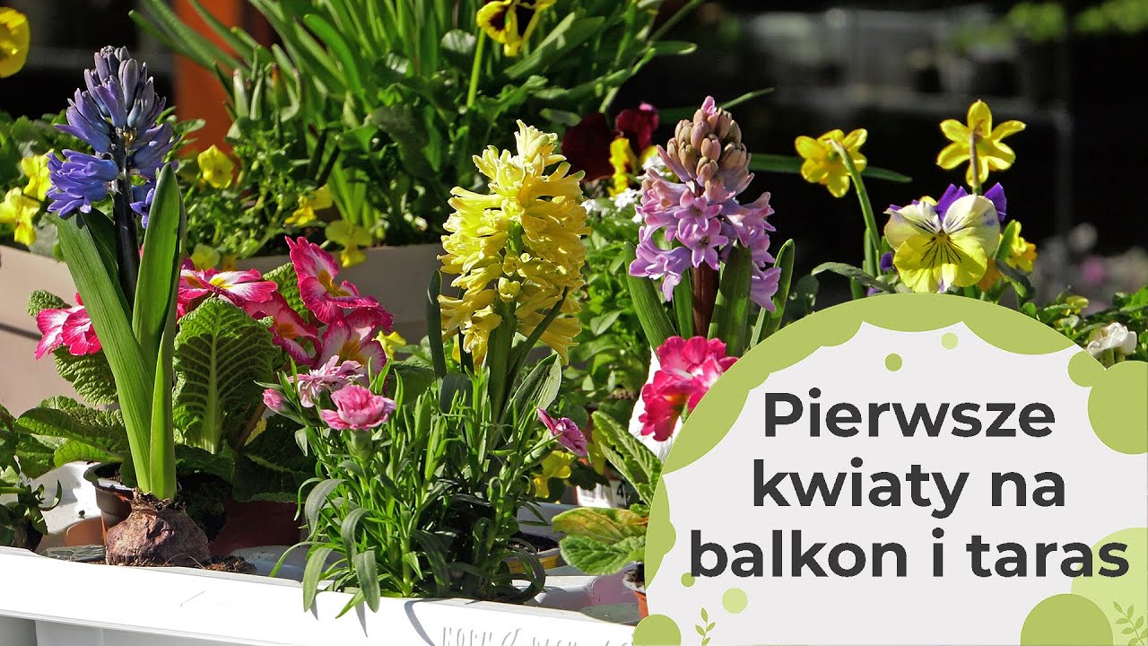 Pierwsze kwiaty na balkony i tarasy. Jakie rośliny możemy sadzić w pierwszej kolejności?