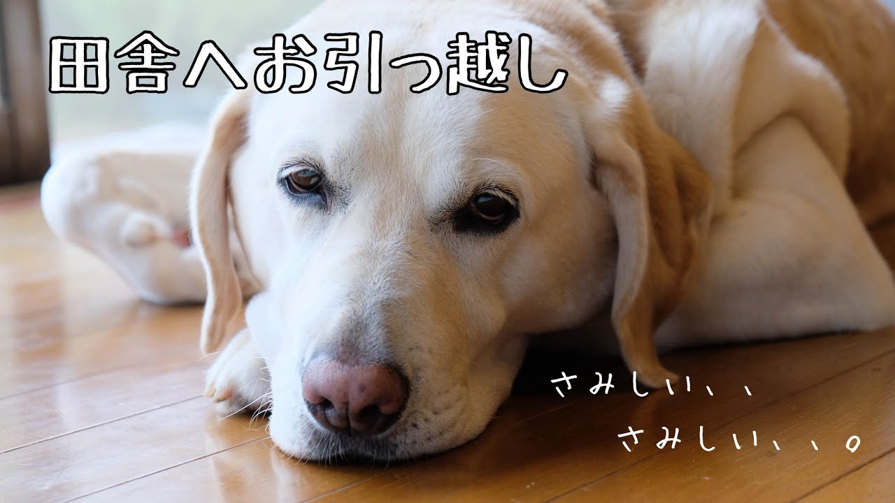 犬もお引越し後に感情がありました