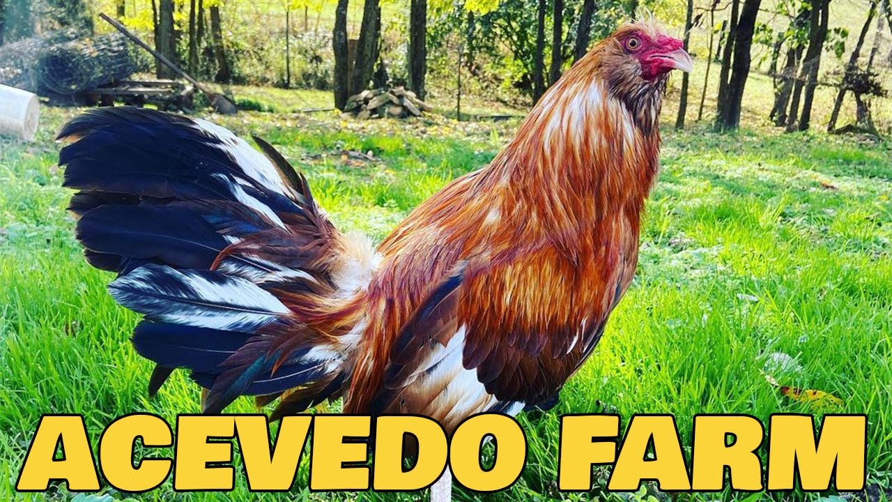 Beautiful Birds Juan Acevedo Farm | Farm Visit