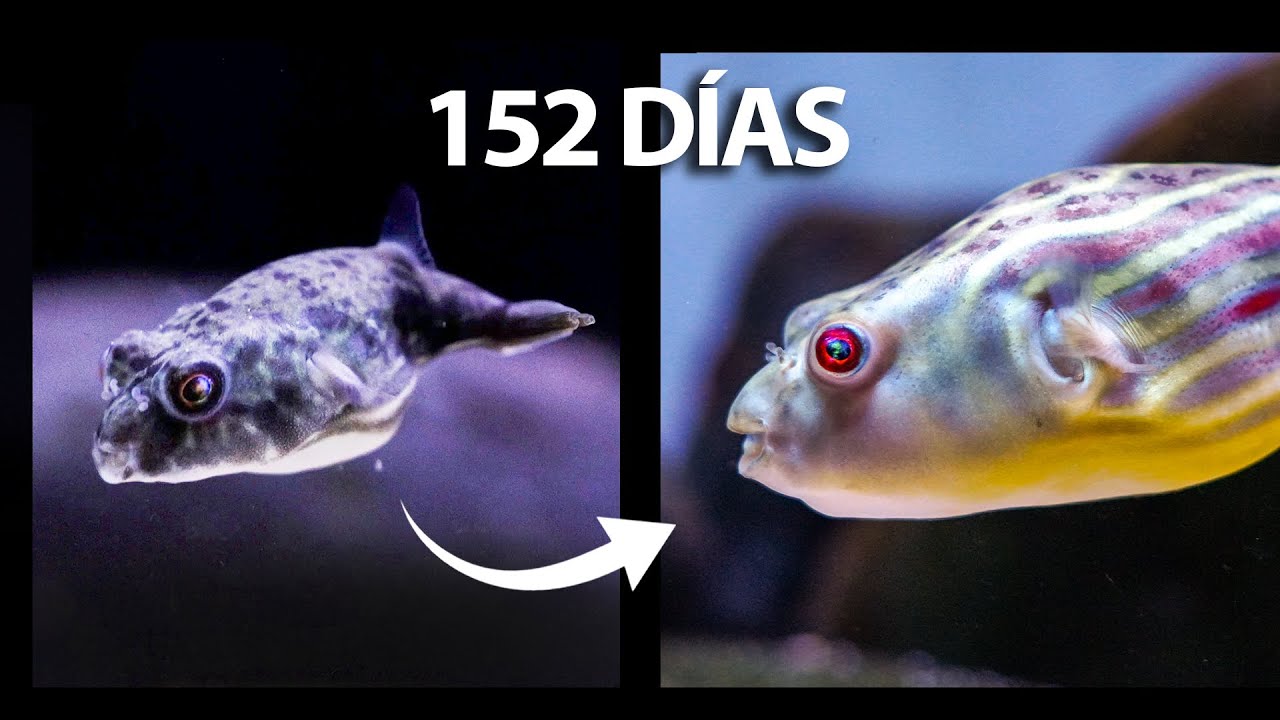 5 Meses Criando un Pez Globo desde Bebé | La Vida de Tanque