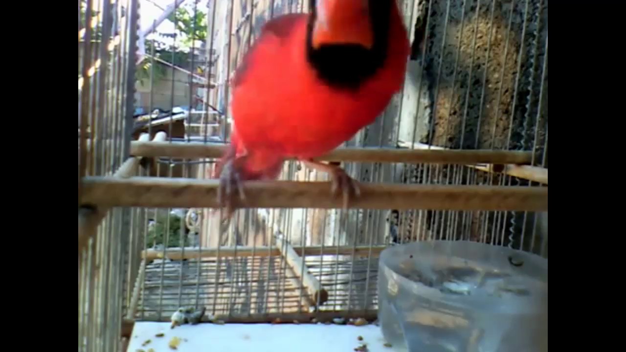 cardenal