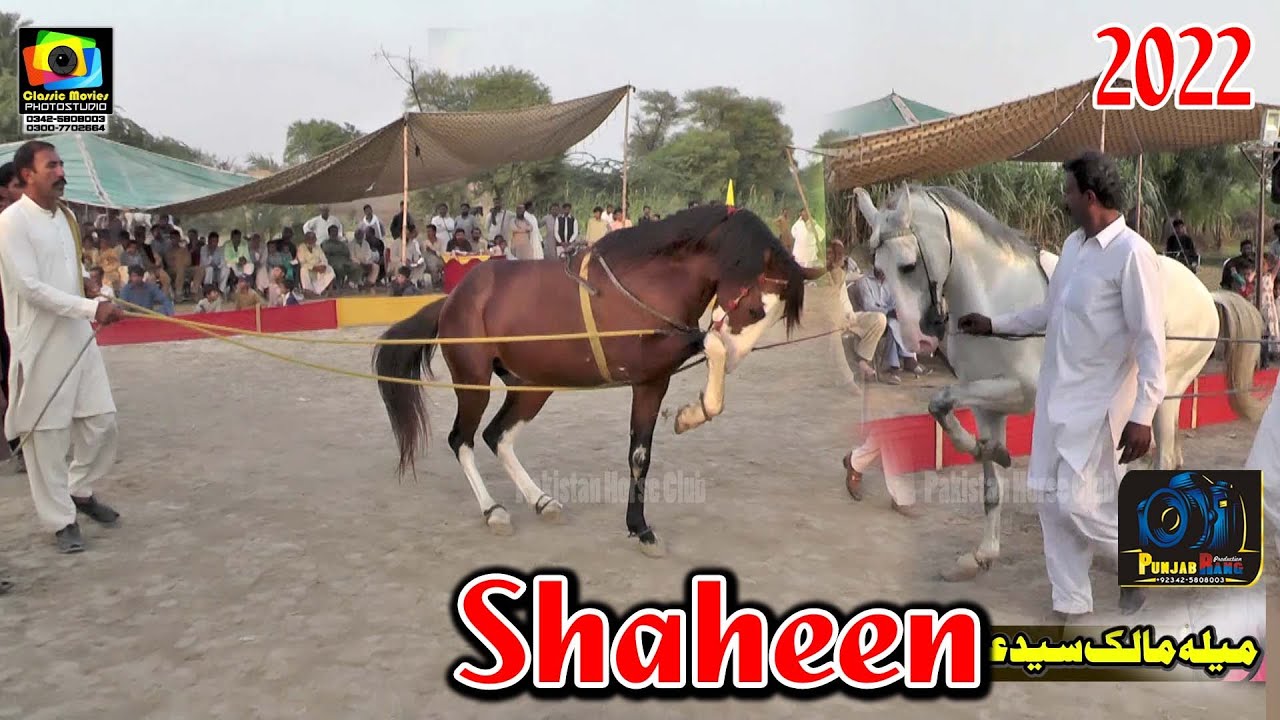 Unknwn ll Shaheen ll All Punjab Horse Dance ll Merik Sultan Shorkot 2021 22