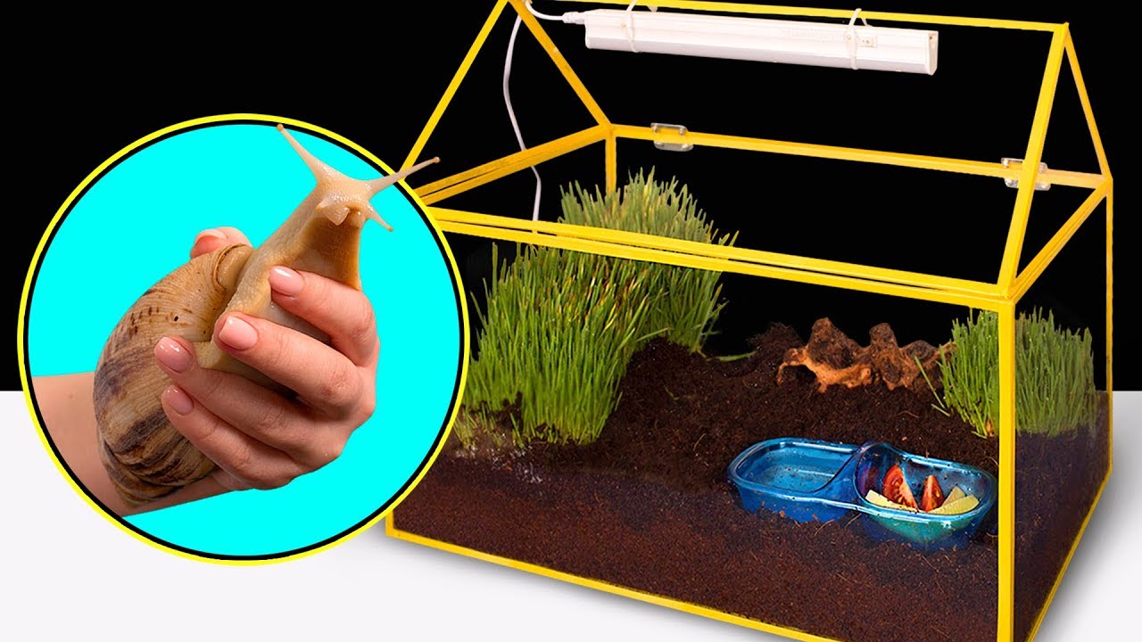 Comment Construire Une Maison Pour Un Escargot Géant ?