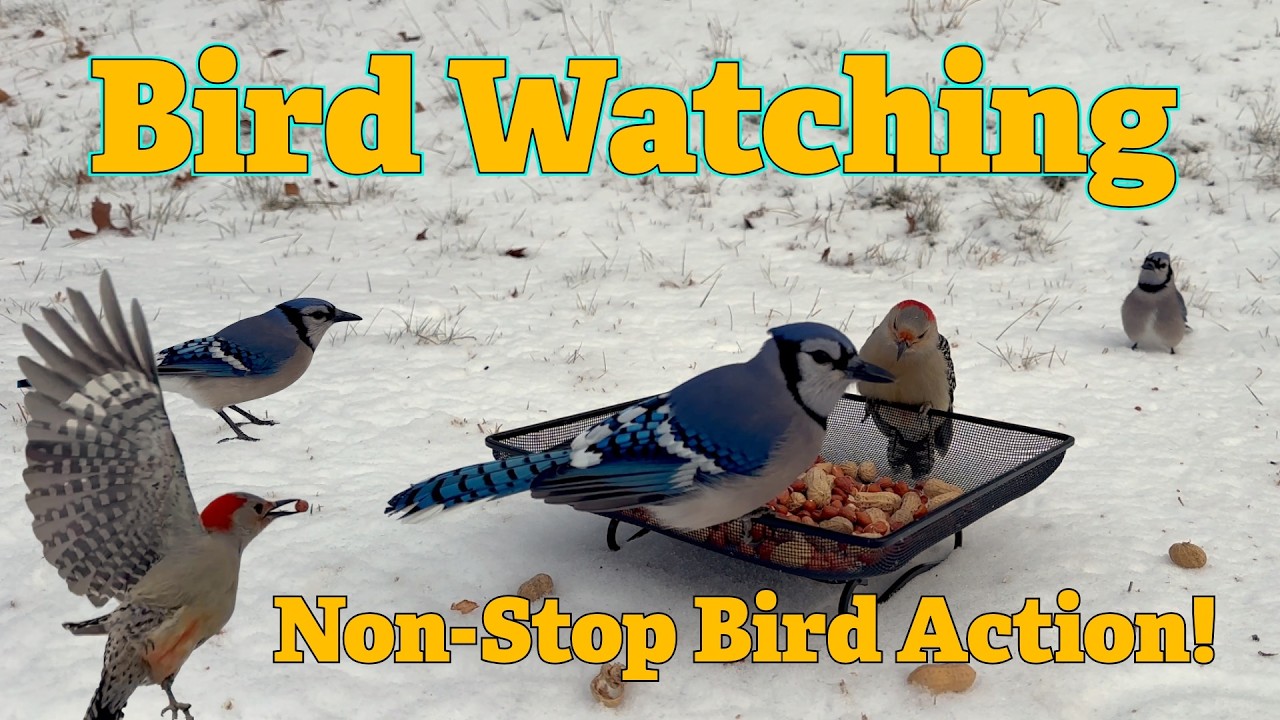 New Feeder, Bird Watching!  (Non-stop bird action)