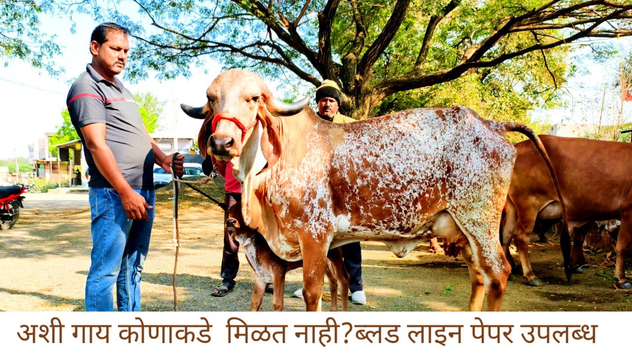 🎥 सफरबाजाराची खास भेट||🐄 25 लिटर दूध! रेकॉर्ड ब्रेकिंग