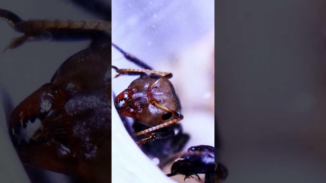 первый солдат у колонии Camponotus sericeus 