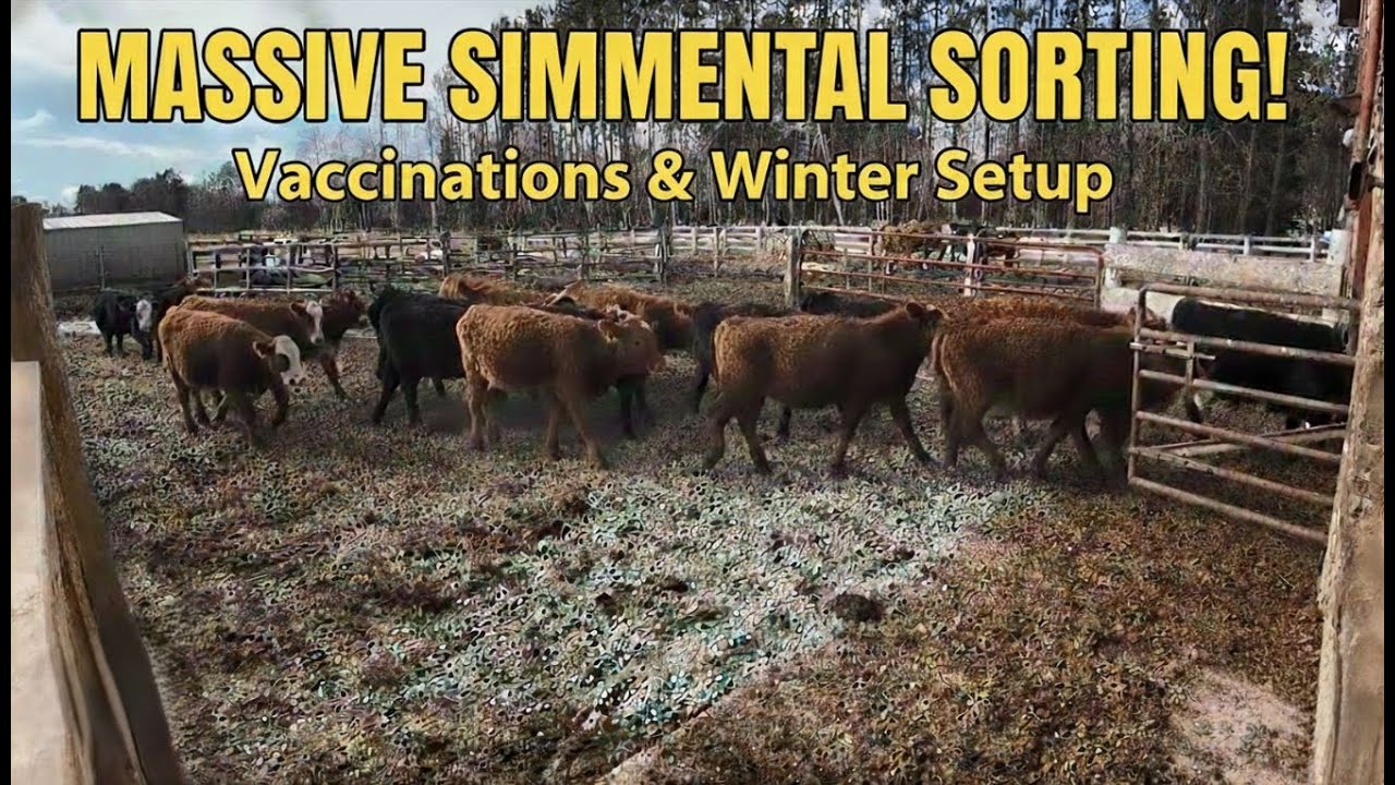 Taking advantage of a Flexible Barn Yard.
