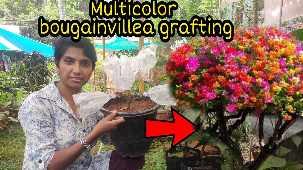 Multi colour bougainvillea grafting...🌱