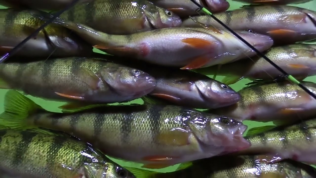 Lake Waubesa perch & walleye