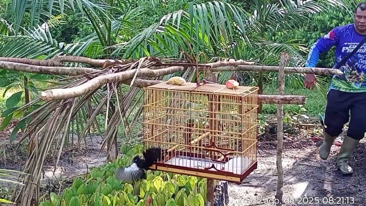 Pegada de pipira puma 