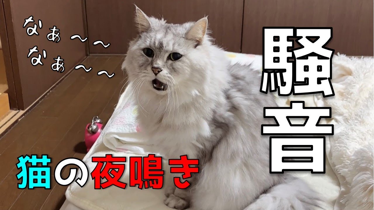 【鳴き声】つらいもう限界。助けて。。。なんでそんなに大きな声で鳴き続けるの？