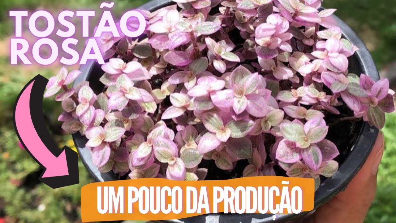 Uma dica na produção do dinheiro-em-penca rosa!