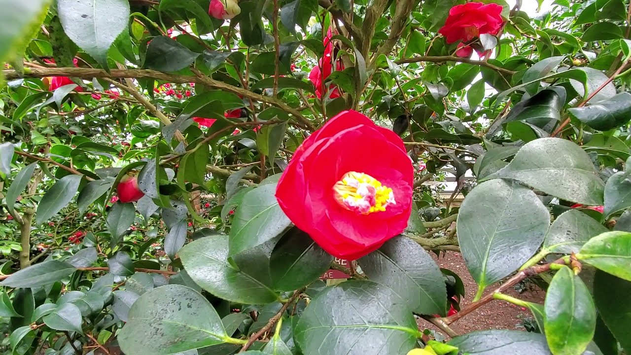 A Walk Through the World's Largest Collection of Camellias Under Glass