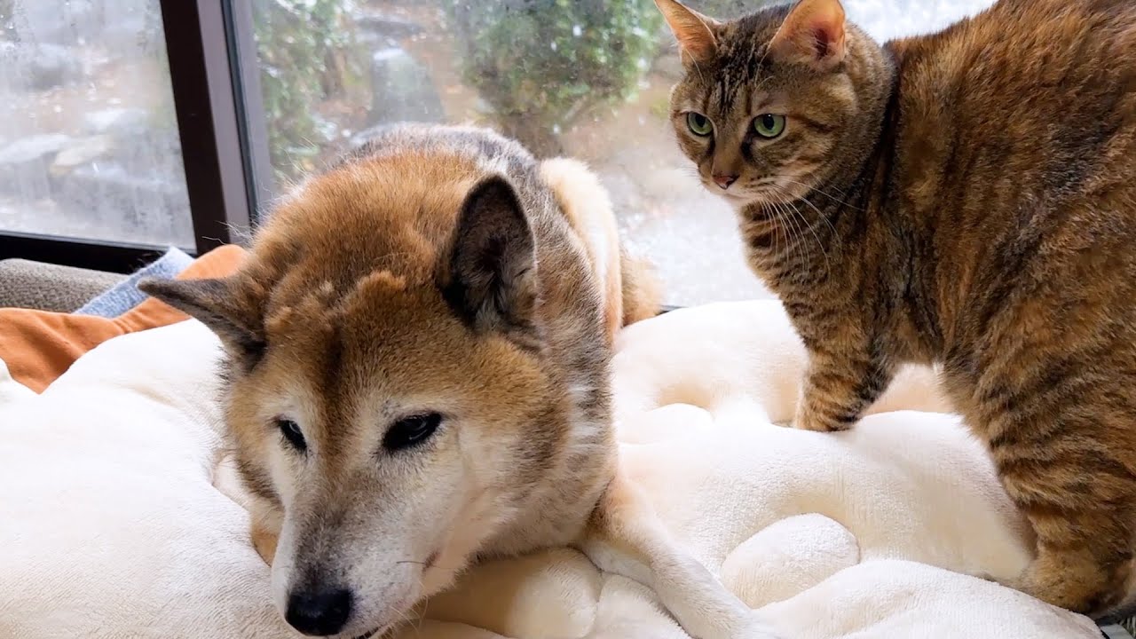 【犬と猫大家族】初雪が降った日はこうなりました