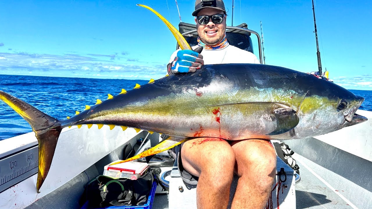 Yellowfin tuna off Brisbane