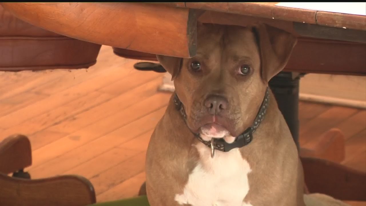 Homeowners Association threatens to take dog from woman's home