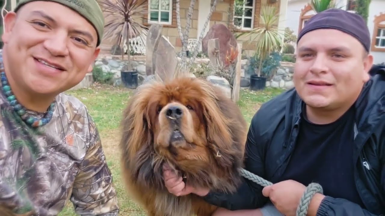 La Raza de perro más impresionante? Mastín Tibetano!! Lo que hay que saber.
