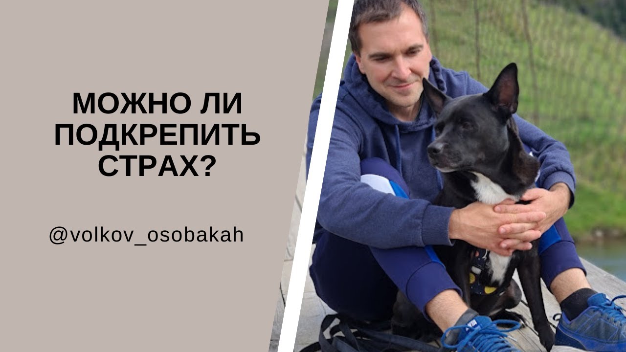 Что делать когда СОБАКА БОИТСЯ? Нужно ли брать собаку на руки, когда ей страшно? Страхи у собак.