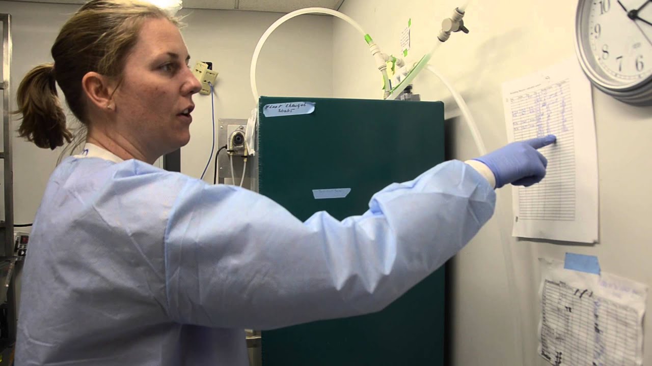 Zebrafish Husbandry