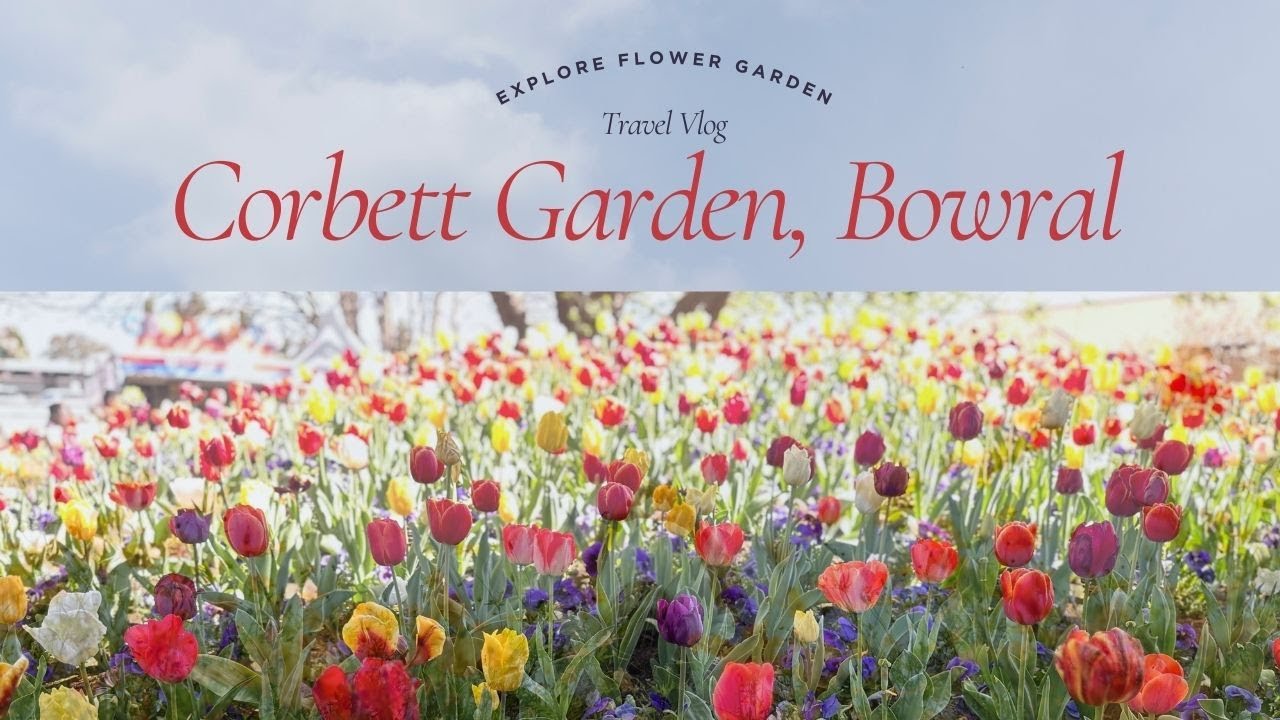 Annual Tulip Festival in Corbet Garden, Bowral | Spring in Full Bloom! 🌷