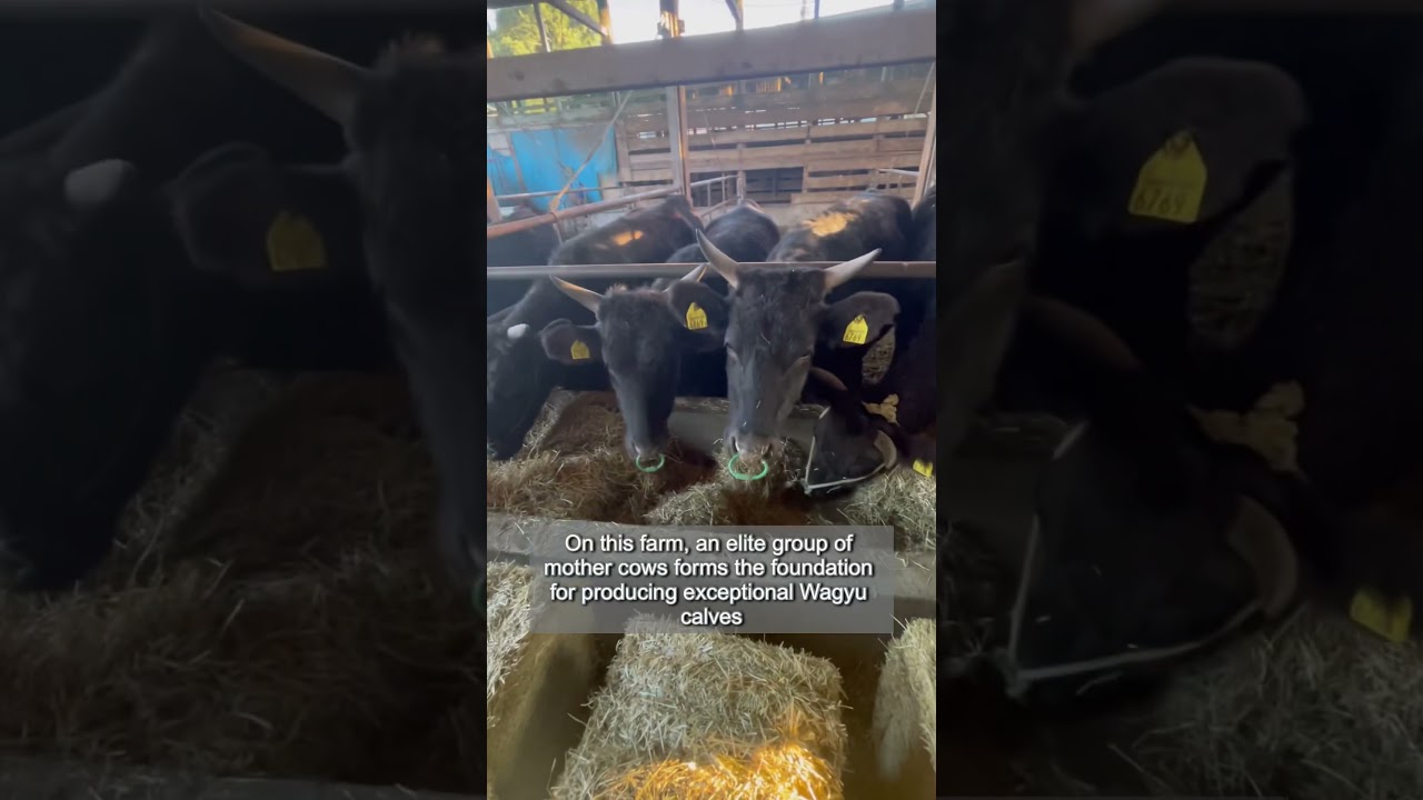The world’s finest beef, born in Japan
