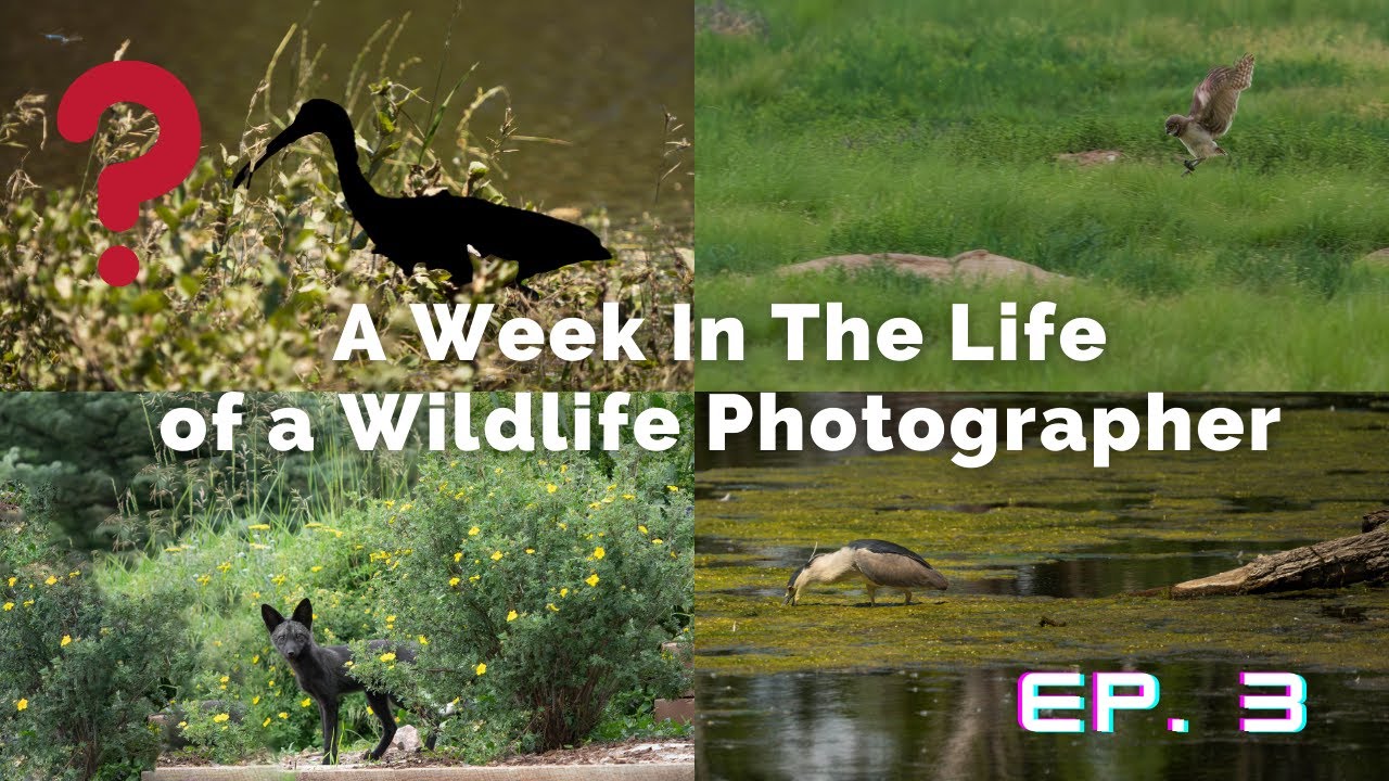 A Week In The Life of A Wildlife Photographer - A Bird NEVER Seen in Colorado Before! Owls, Foxes