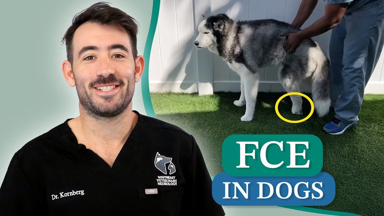 Fibrocartilaginous Embolism (FCE) in Dogs || Dr. Kornberg