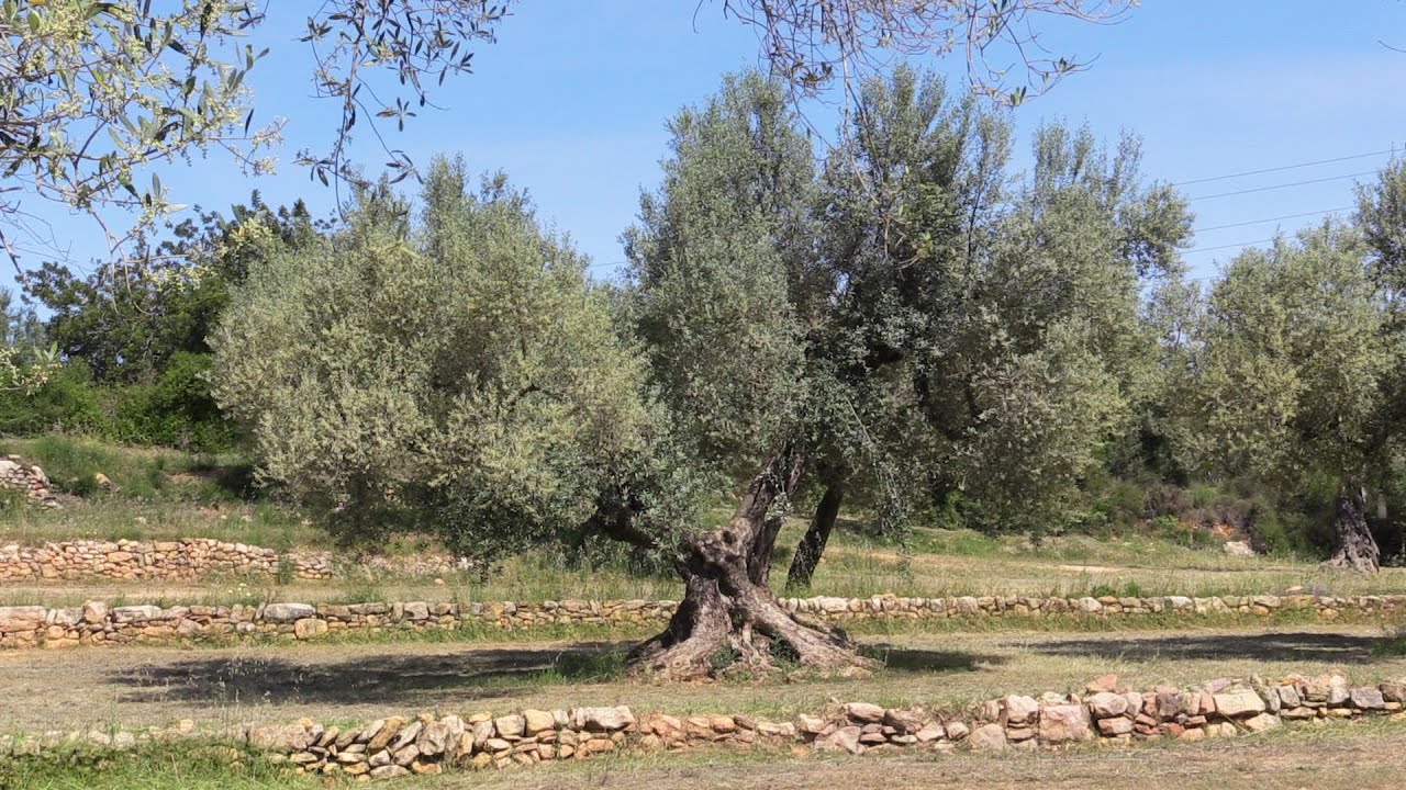 SAMUTER Olivo del Maestrat