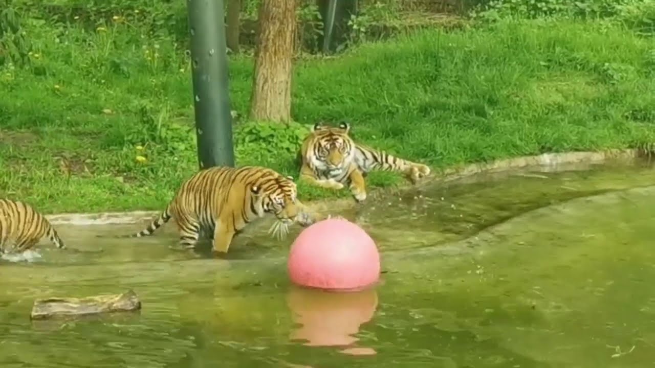Tiger cubs splash around during first swimming lesson at London Zoo
