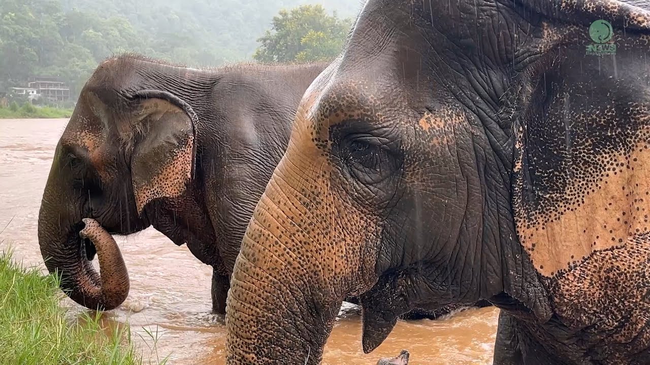 Blind Elephant Malee Finds Her Eyes in Best Friend Jumpee - ElephantNews