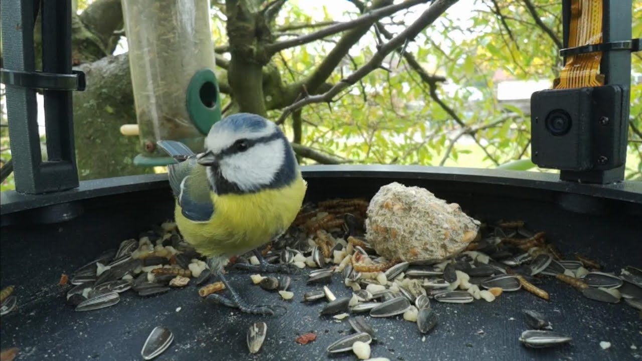 🐦 Blaumeise beim Fressen | KI-Kamera 120fps Zeitlupe | vogel-kamera-linux
