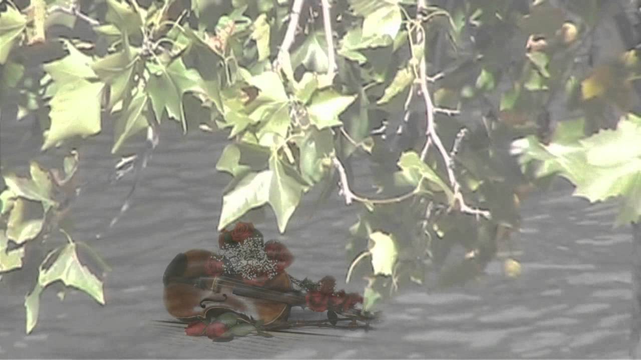 Vadvirágos erdőszélen rózsabokor