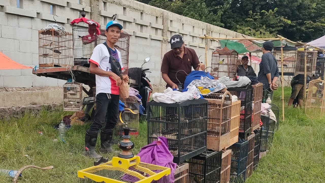 MURAI MEDAN BLOROK GACOR DI JUAL MURAH
