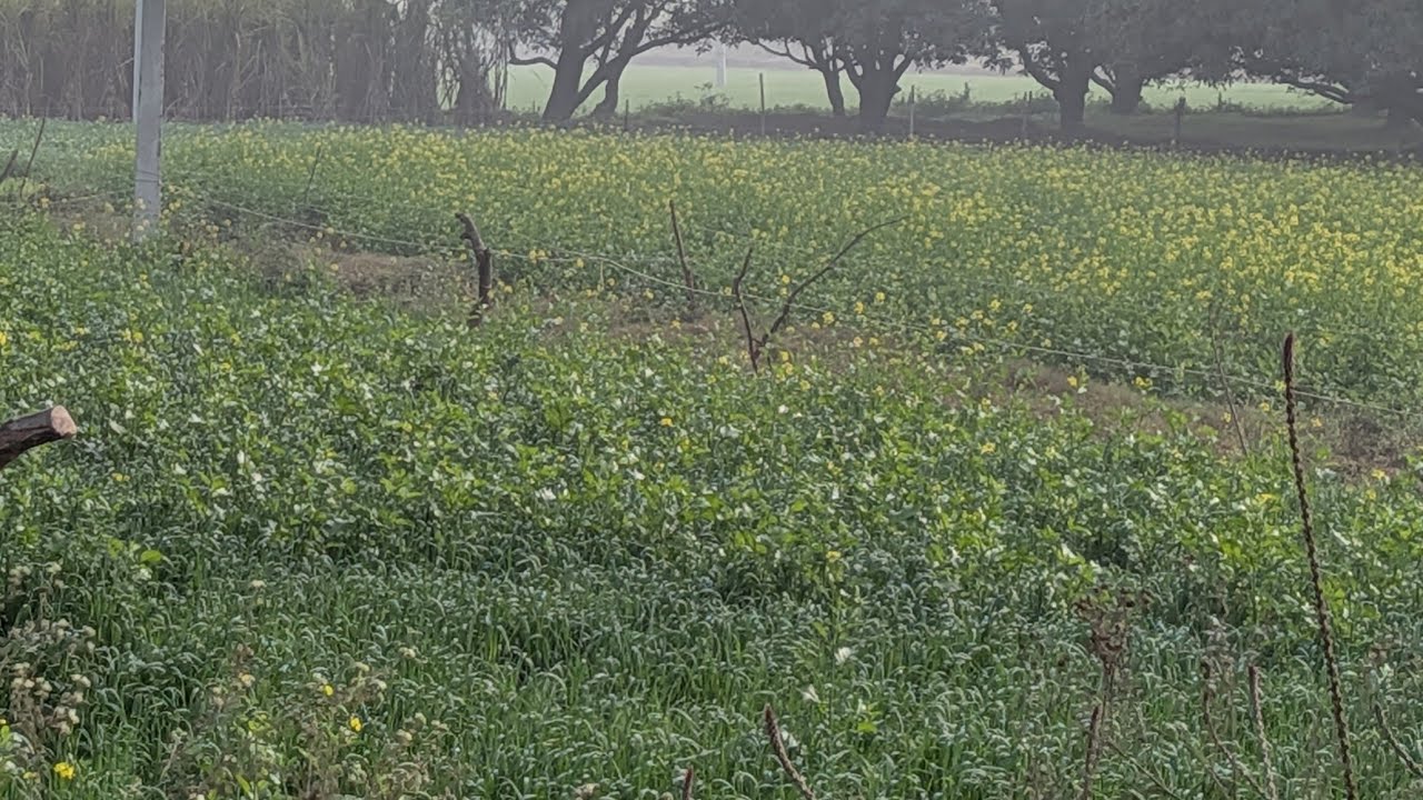 सुबह की ताजी हवा के साथ किसान की मेहनत,#@mohitdhama-v8w
