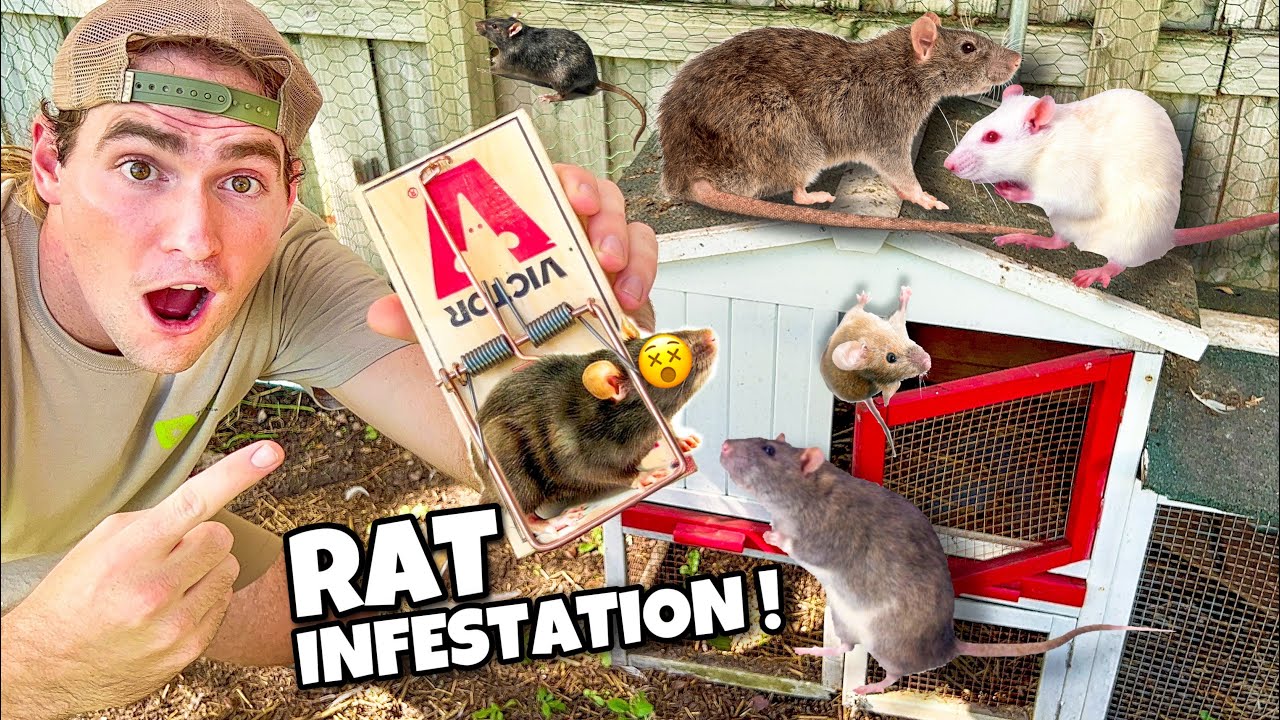 RAT INFESTATION IN MY NEW HOUSE ! CAN WE STOP THEM ?!