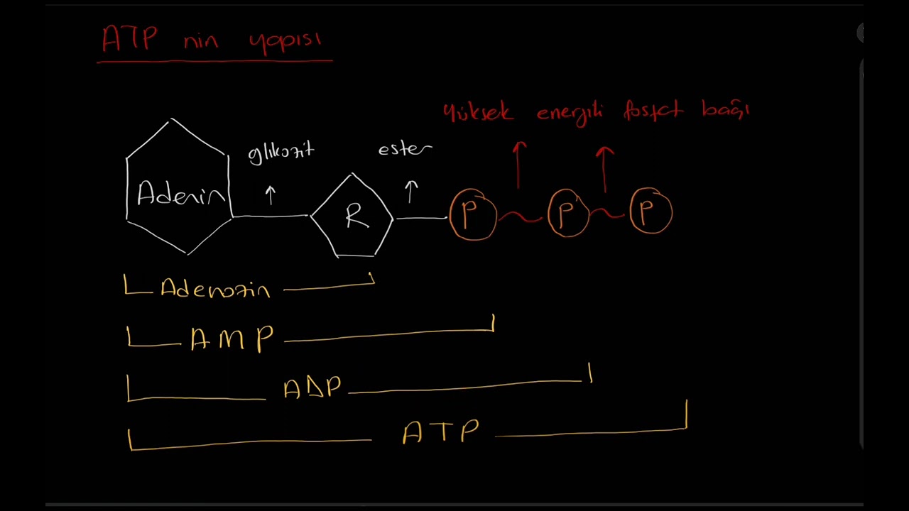 ATP