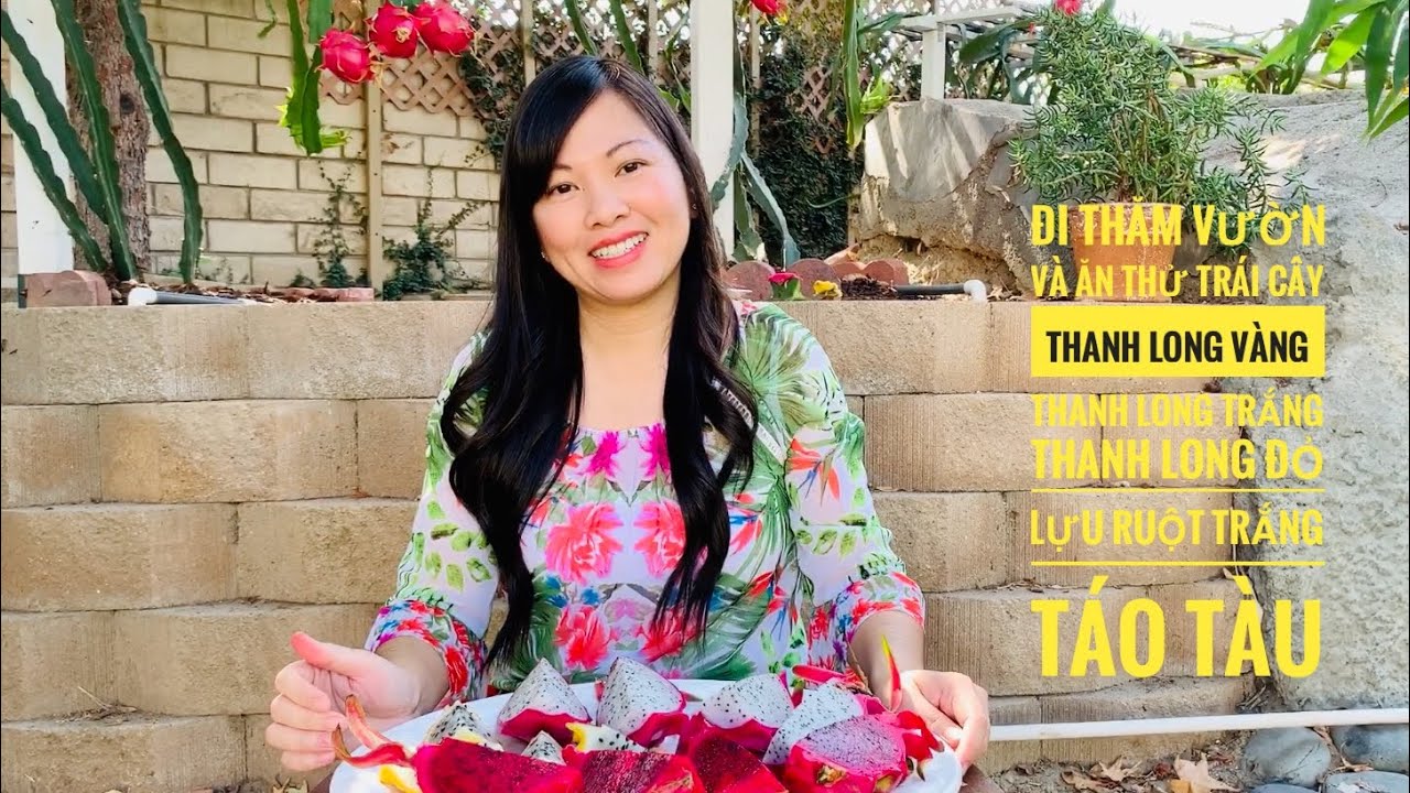 Ra vườn hái và ăn thử trái cây - Yellow, Red, White Dragon Fruit Comparison |  Vườn cây Thanh Thảo