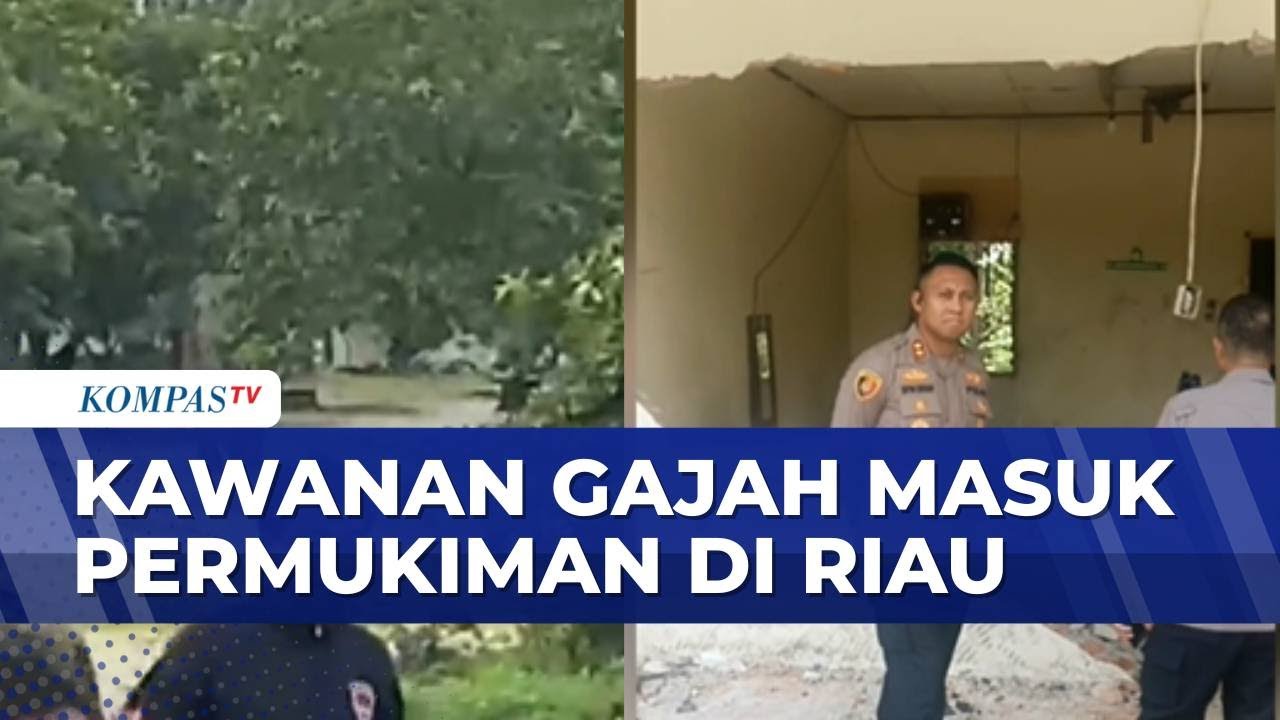 Menegangkan! Kawanan Gajah Sumatera Masuk Area Mess Karyawan di Riau | KOMPAS SAHUR