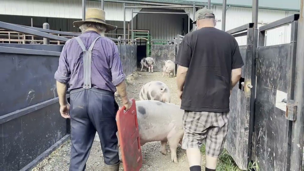 Taking our GOS Pigs to the Butcher - Part 1 | + Contest in video!