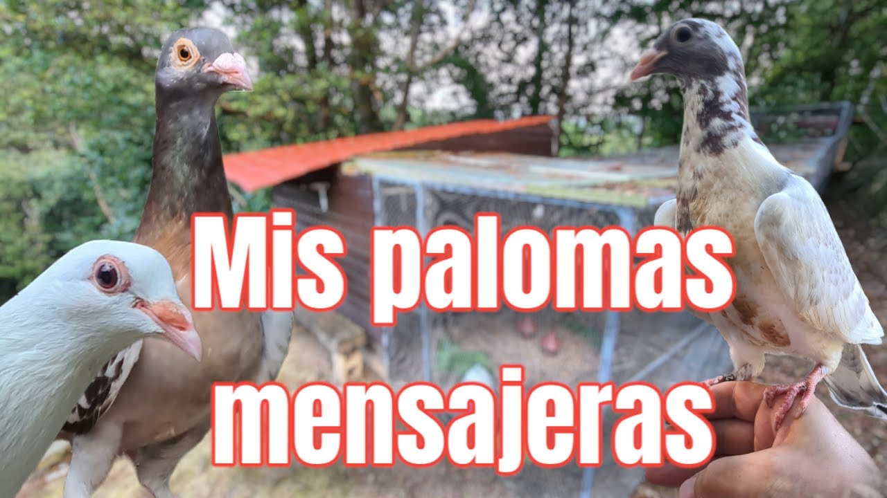 Os presento a mis palomas mensajeras