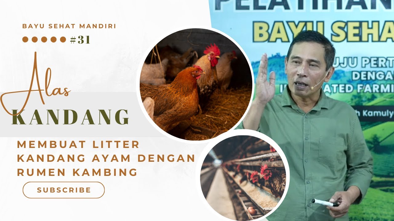 Bayu Diningrat ~ Cara Membuat Litter Kandang Ayam Dengan Rumen Kambing