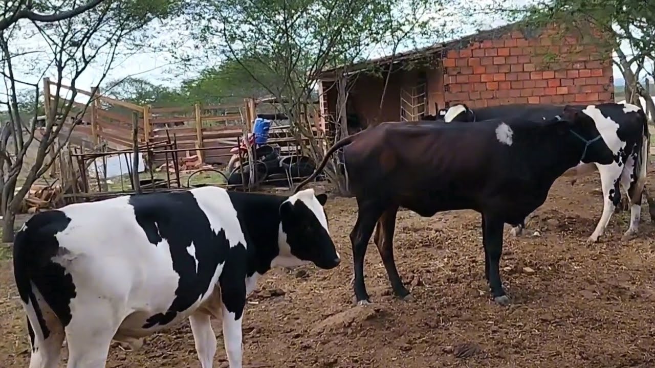 ANIMAIS NO CIO EM NOSSO REBANHO
