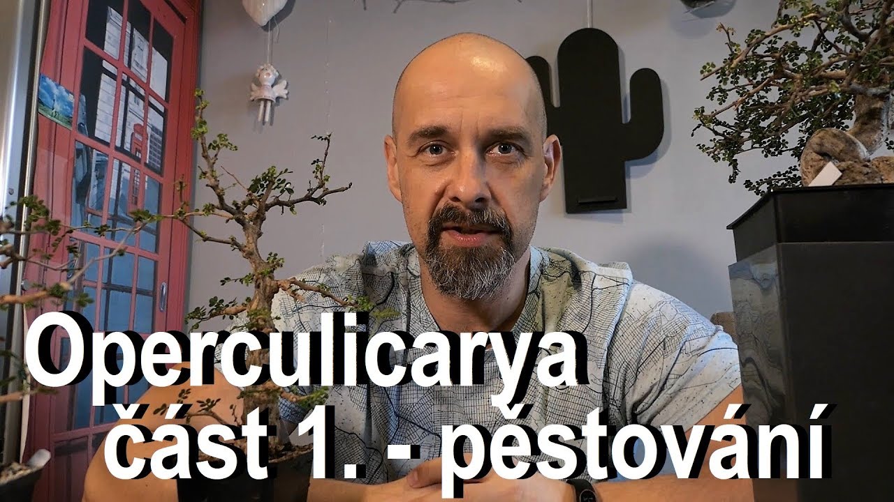 Operculicarya - ideální pokojová bonsai