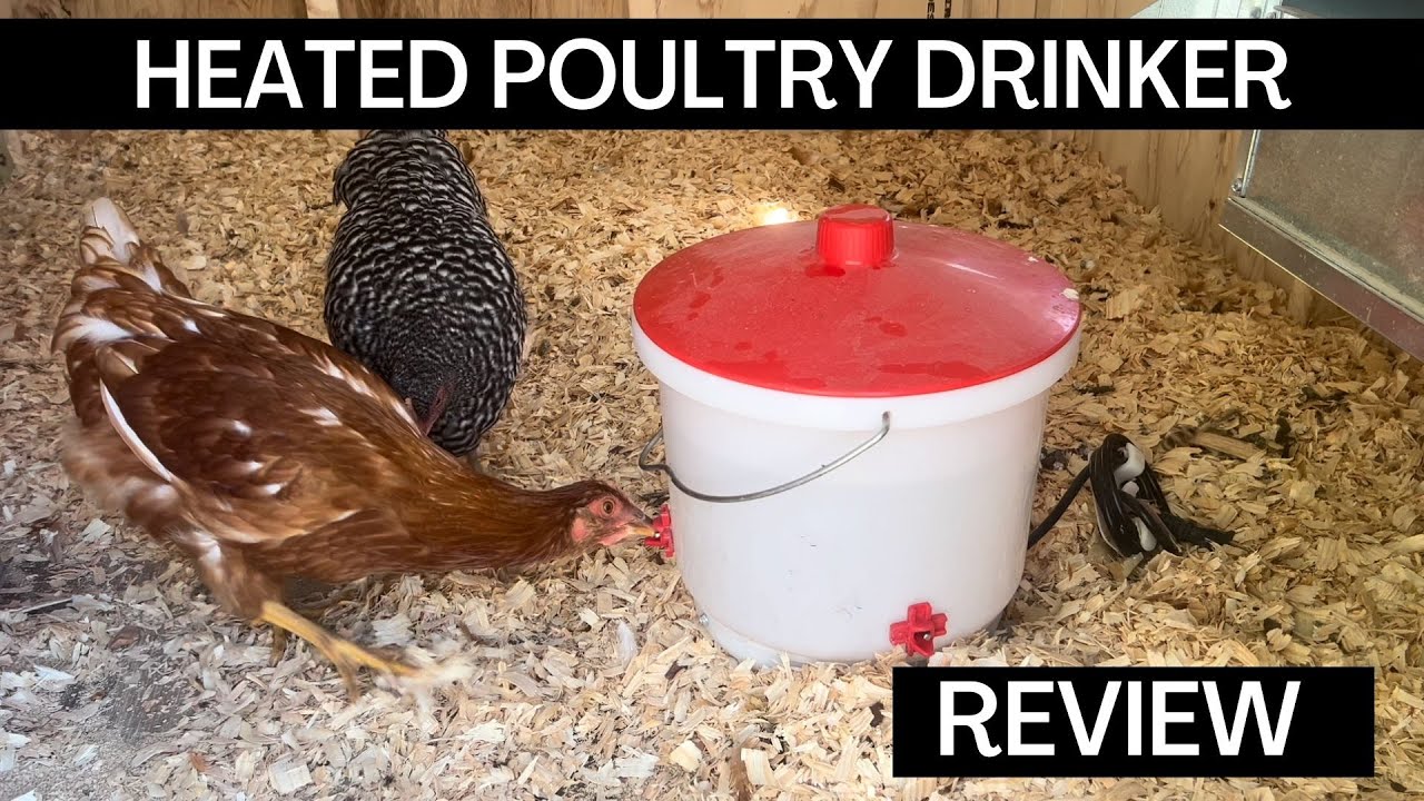 Heated Poultry Drinker, Chicken Waterer | A Must-Have for Chickens in the Winter!  #babychicks