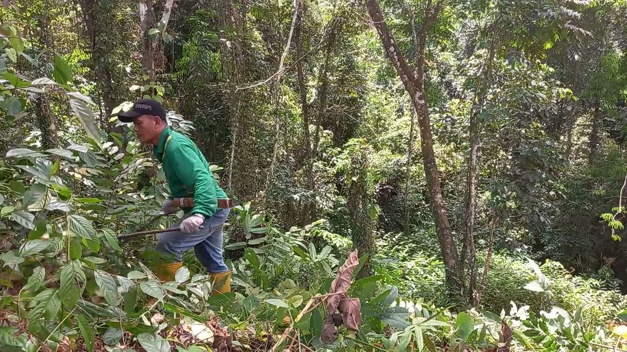 Membersihkan kebun durian lokal