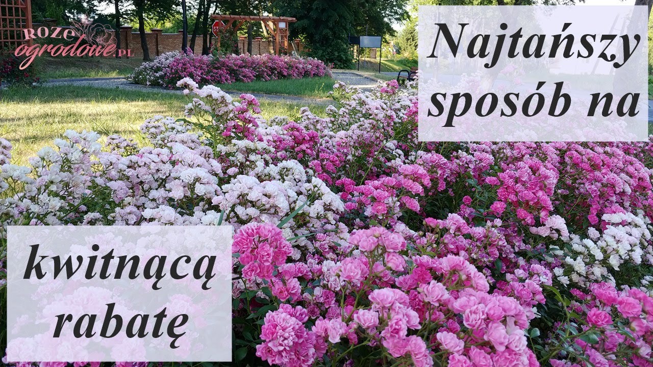 Piękna rabata z tanich r&oacute;ż? Dwie niezawodne odmiany The Fairy i Pink Fairy